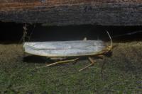 Eilema caniola