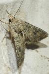 Anarta trifolii
