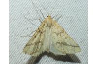 Aspitates ochrearia