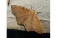 Gerinia honoraria