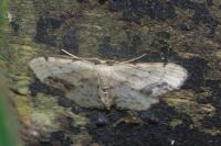 Idaea dimidiata