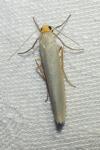 Eilema caniola