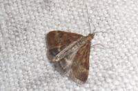 Pyrausta despicata