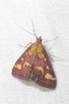 Pyrausta purpuralis