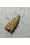 Loxostege sticticalis