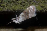 Meganola albula