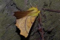 Ennomos alniaria