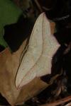 Timandra comae