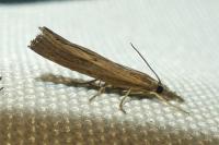Pediasia contaminella
