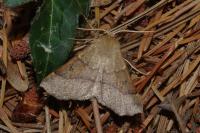 Crocallis dardoinaria