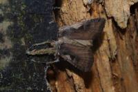 Xestia c-nigrum