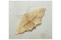 Scopula imitaria