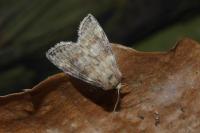 Cymatophorina diluta
