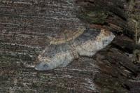 Xanthorhoe ferrugata