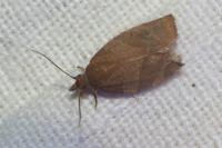 Pandemis heparana
