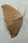 Watsonalla uncinula