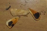 Noctua fimbriata