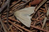 Mythimna straminea