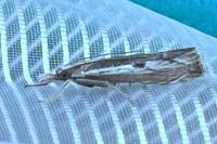 Agriphila geniculea