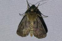 Xestia xanthographa