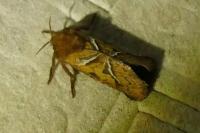 Triodia sylvina