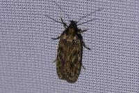 Depressaria