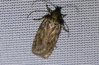 Depressaria