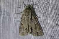 Acronicta psi/tridens