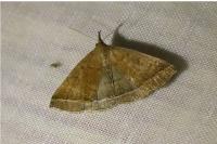 Polypogon plumigeralis