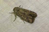 Luperina testacea