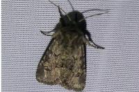 Luperina testacea