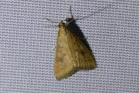 Udea ferrugalis