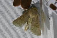 Hoplodrina ambigua