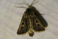 Tholera decimalis