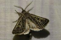 Tholera decimalis