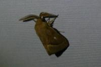 Lasiocampa trifolii