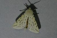 Spilosoma lubricipeda