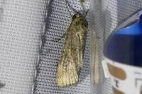 Spodoptera exigua