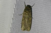 Spodoptera exigua