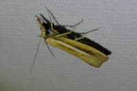 Agriphila selasella