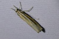 Agriphila selasella