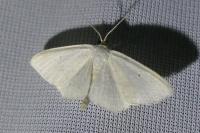 Scopula emutaria