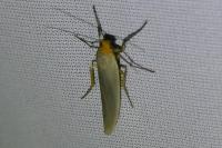Eilema caniola