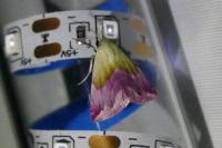 Eublemma purpurina