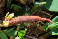 Augasma aeratella