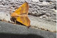 Atethmia centrago