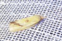 Agapeta hamana