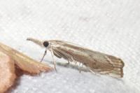 Agriphila geniculea