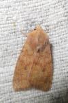 Sunira circellaris