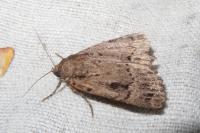 Amphipyra berbera/pyramidea